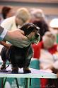 Crufts2011_2 1079